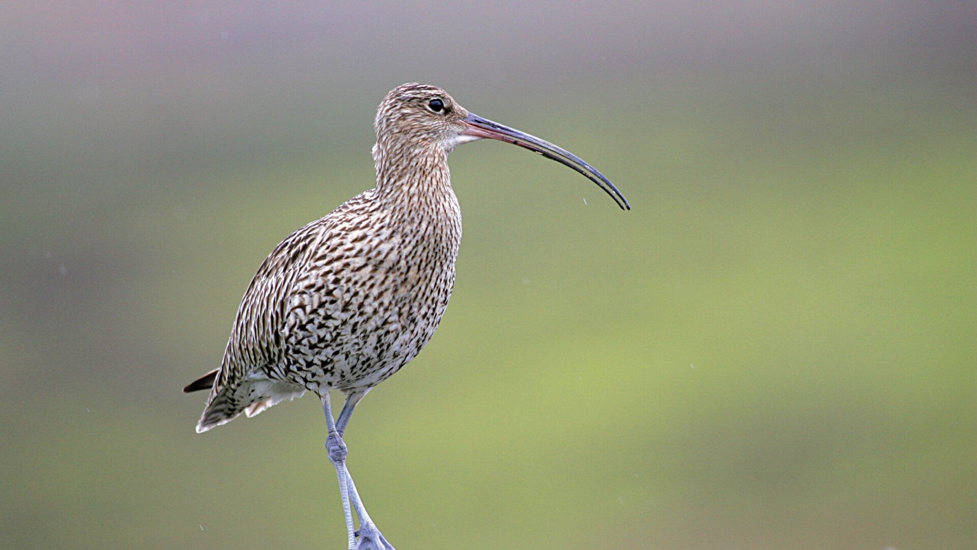 Curlew