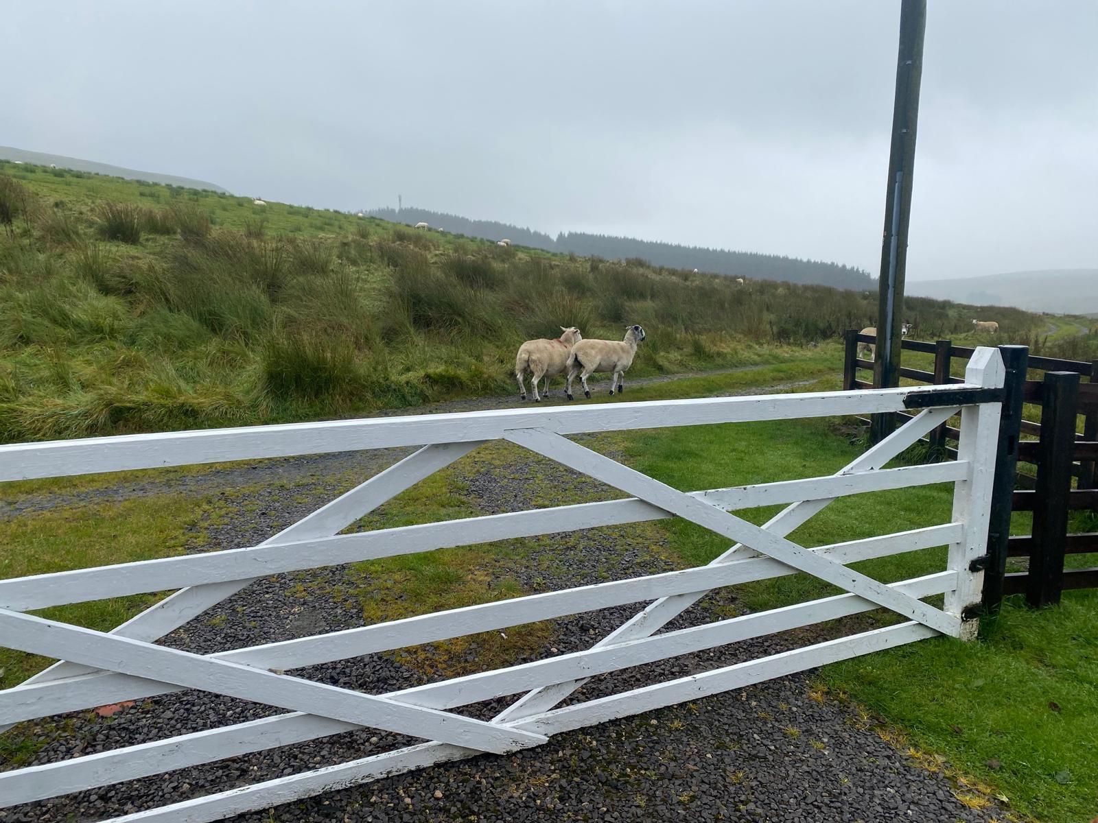 Blades Cottage Gate sheep