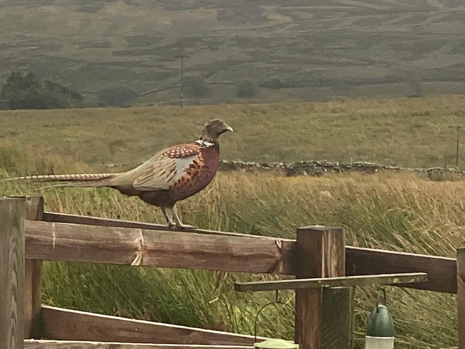 Blades Cottage pheasant