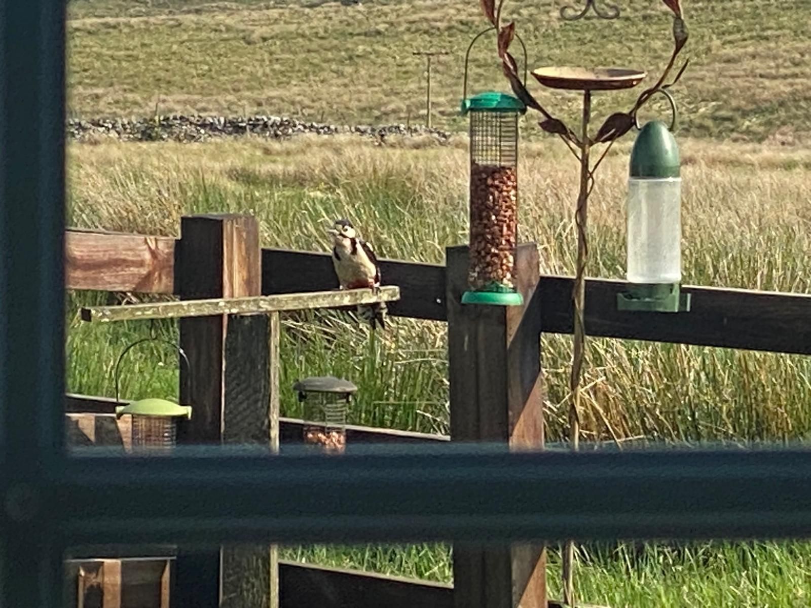 Blades Cottage woodpecker