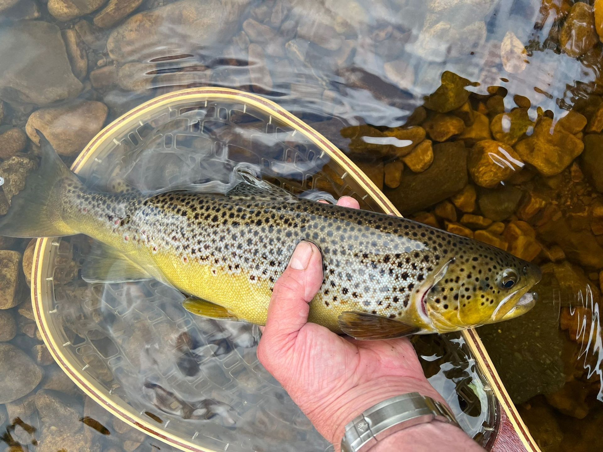 Blades Cottage Brown trout