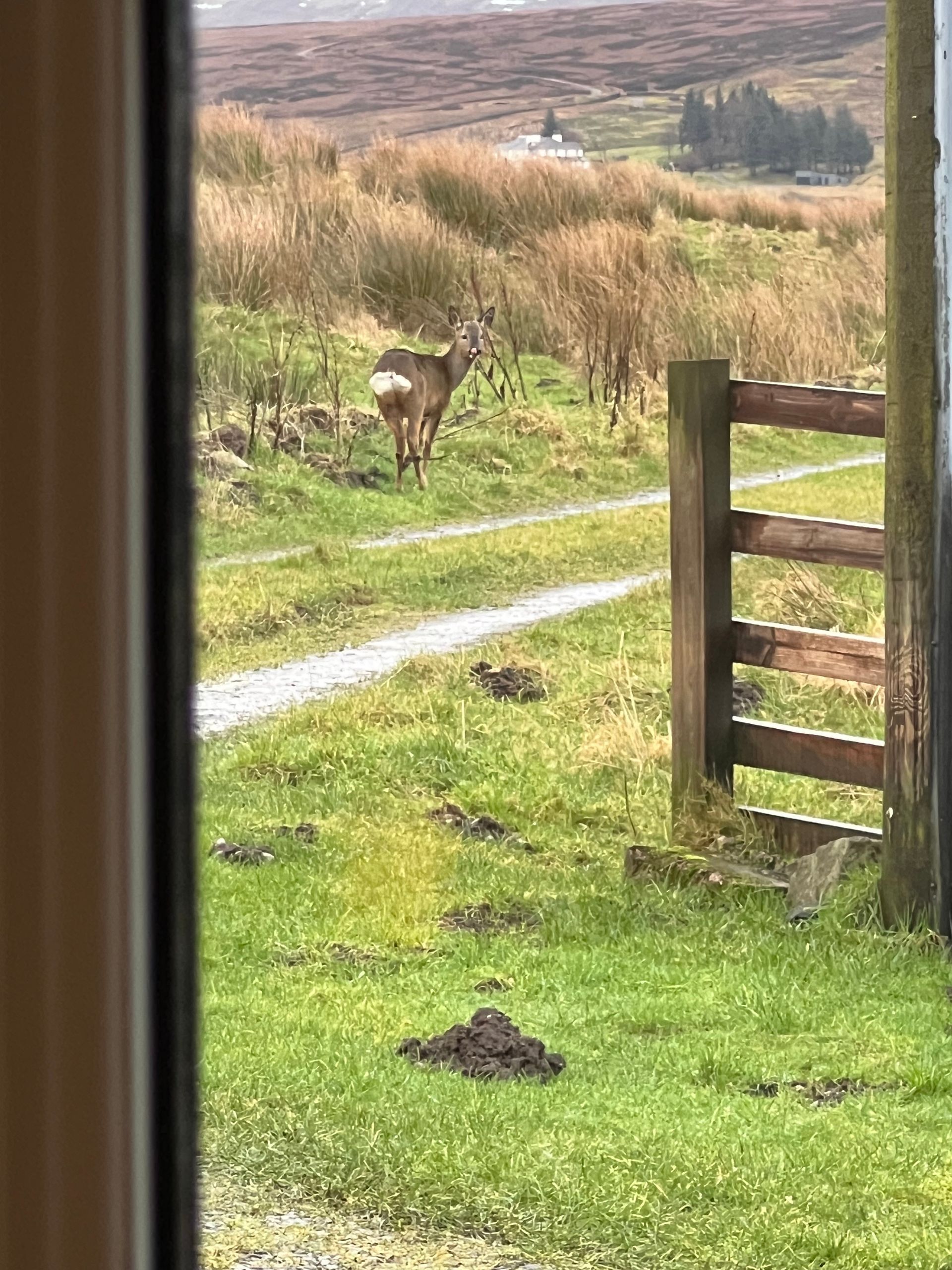 Roe doe at Blades Cottage
