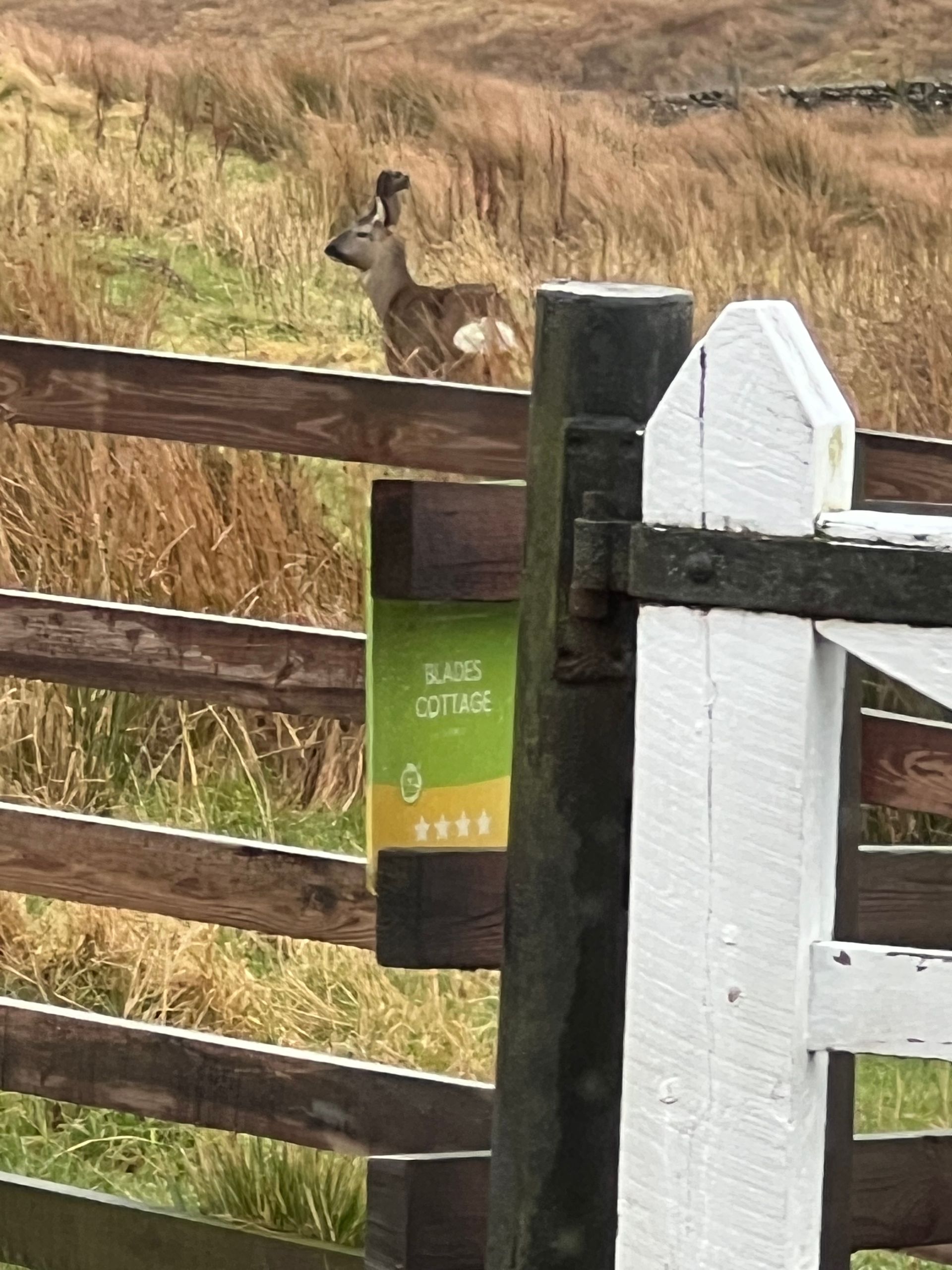 Roe outside Blades Cottage