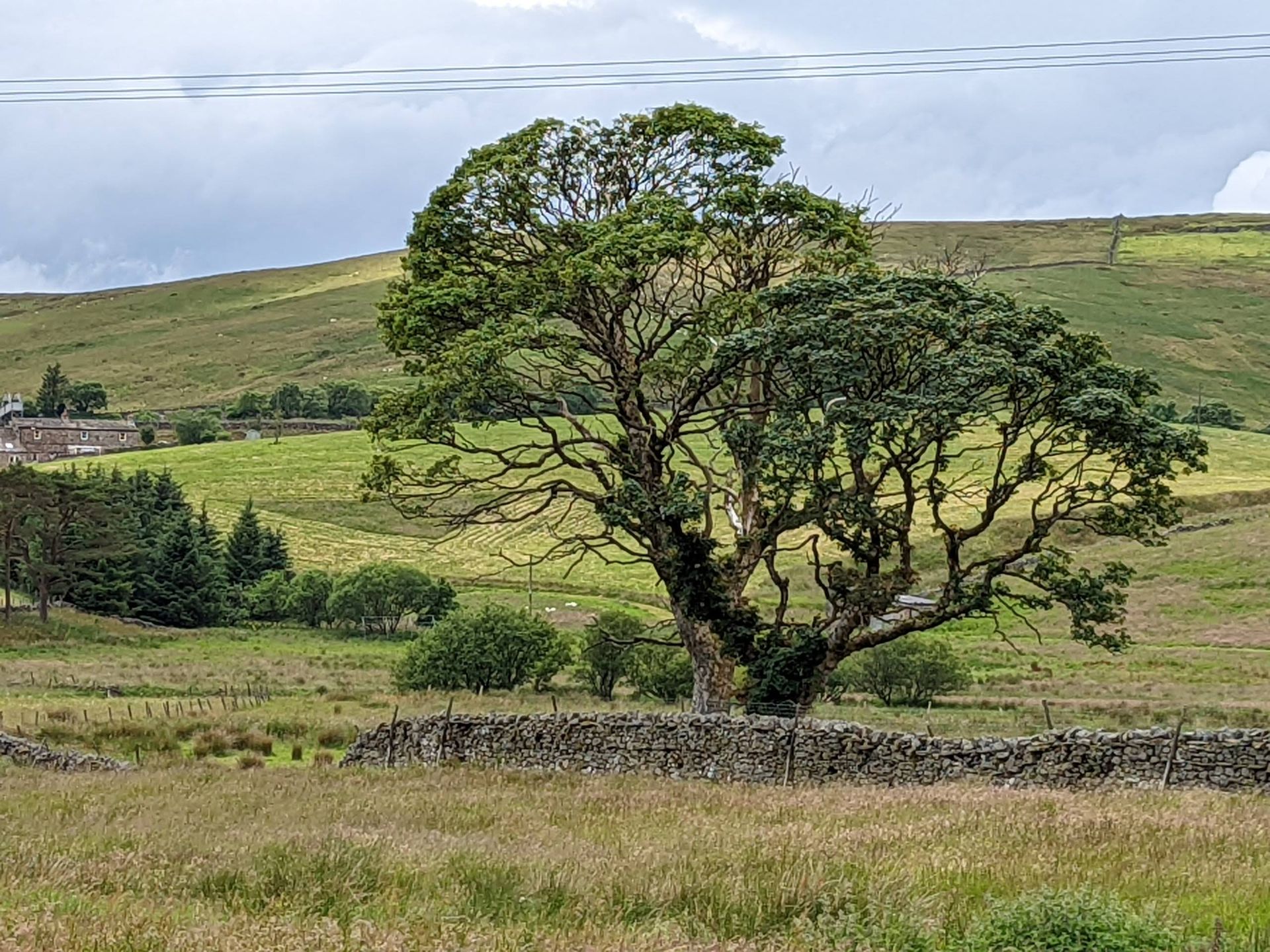 Sycamore Tree at Blades Cottage