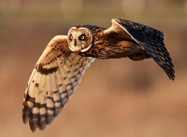 Short Eared Owl (Bog Owl)
