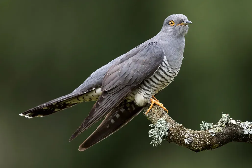 Cuckoo