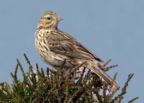 Meadow Pipit