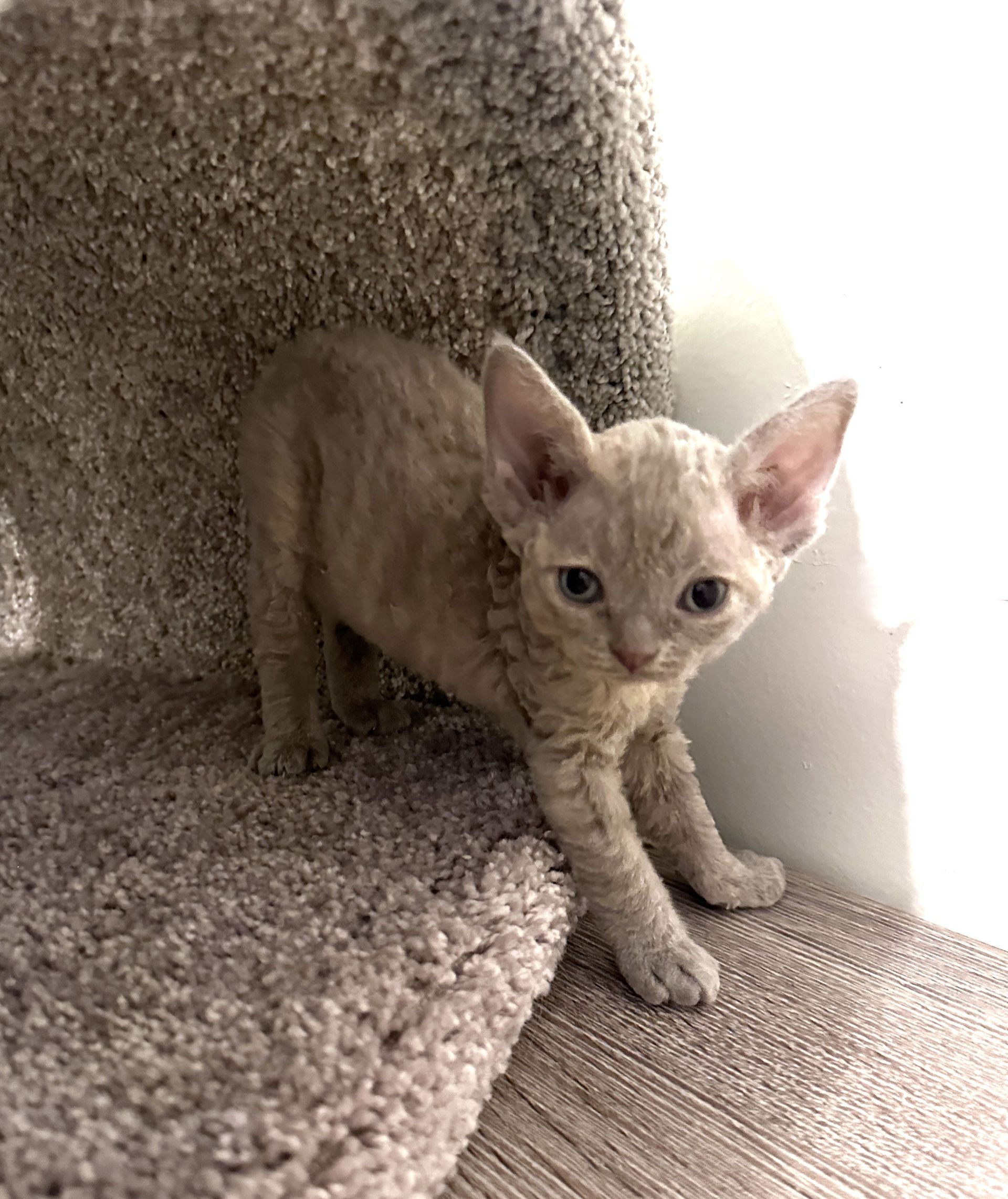 Lavender Devon Rex kitten.