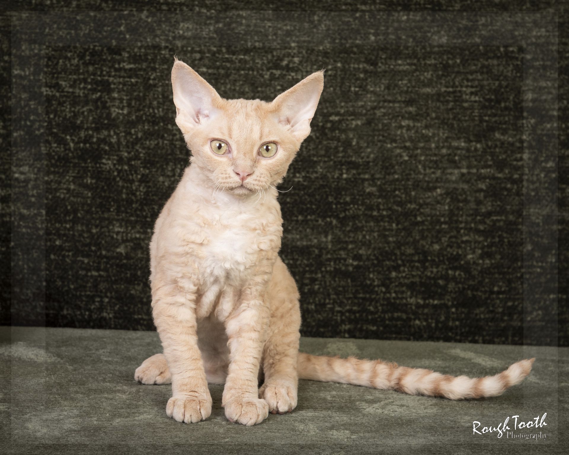 A light orange Devon Rex cat sits, looking forward. It has a curled coat and a striped tail against a green backdrop.