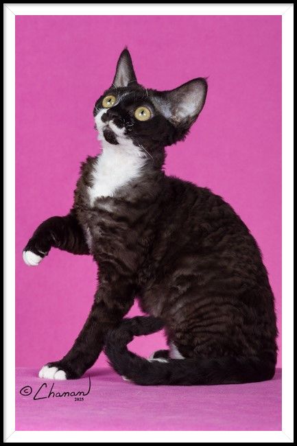 Black and white Devon Rex cat with curly fur, sitting and raising a paw on pink background.