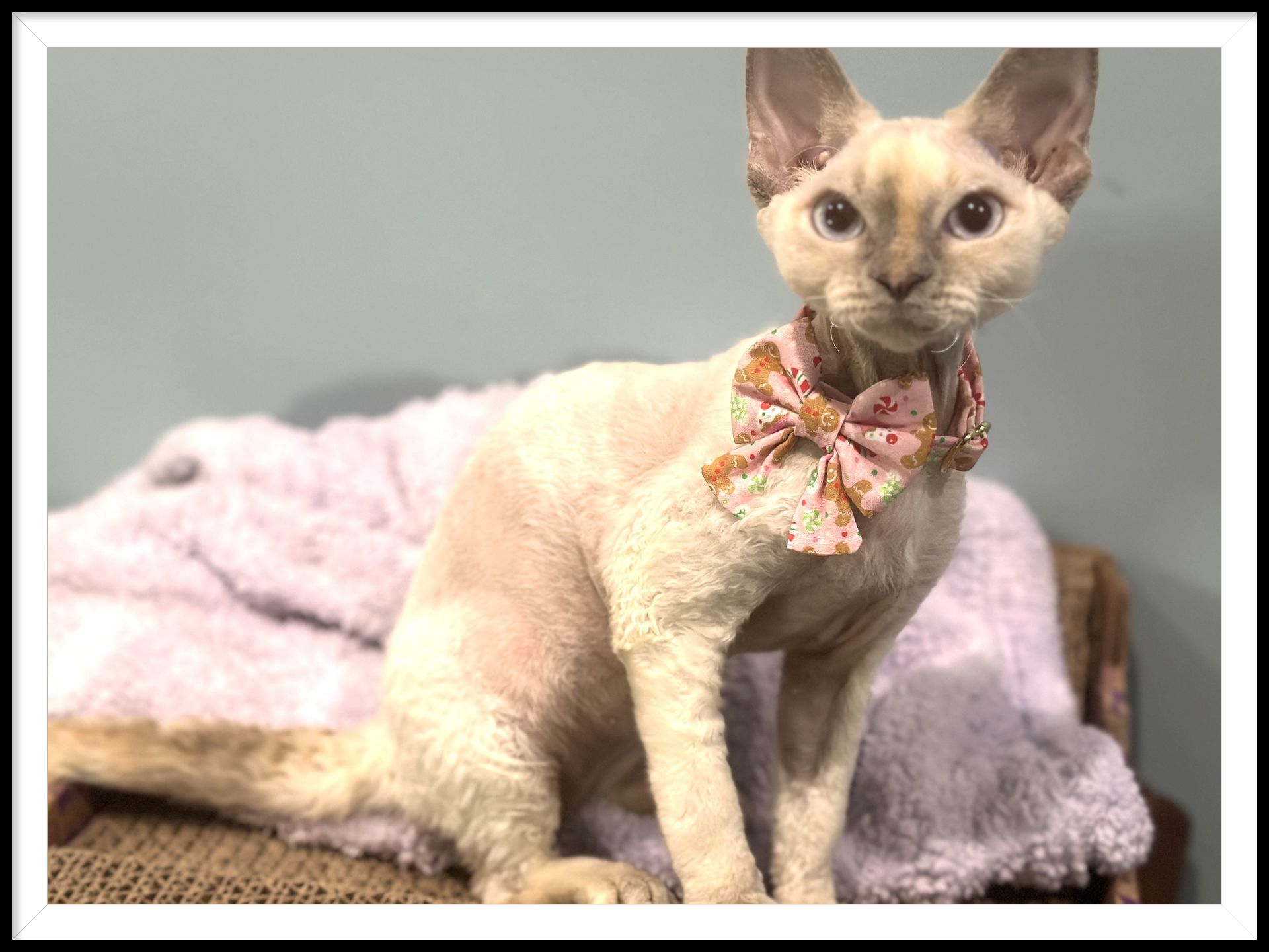 Devon Rex cat, wearing a bow, sitting on a fluffy blanket.