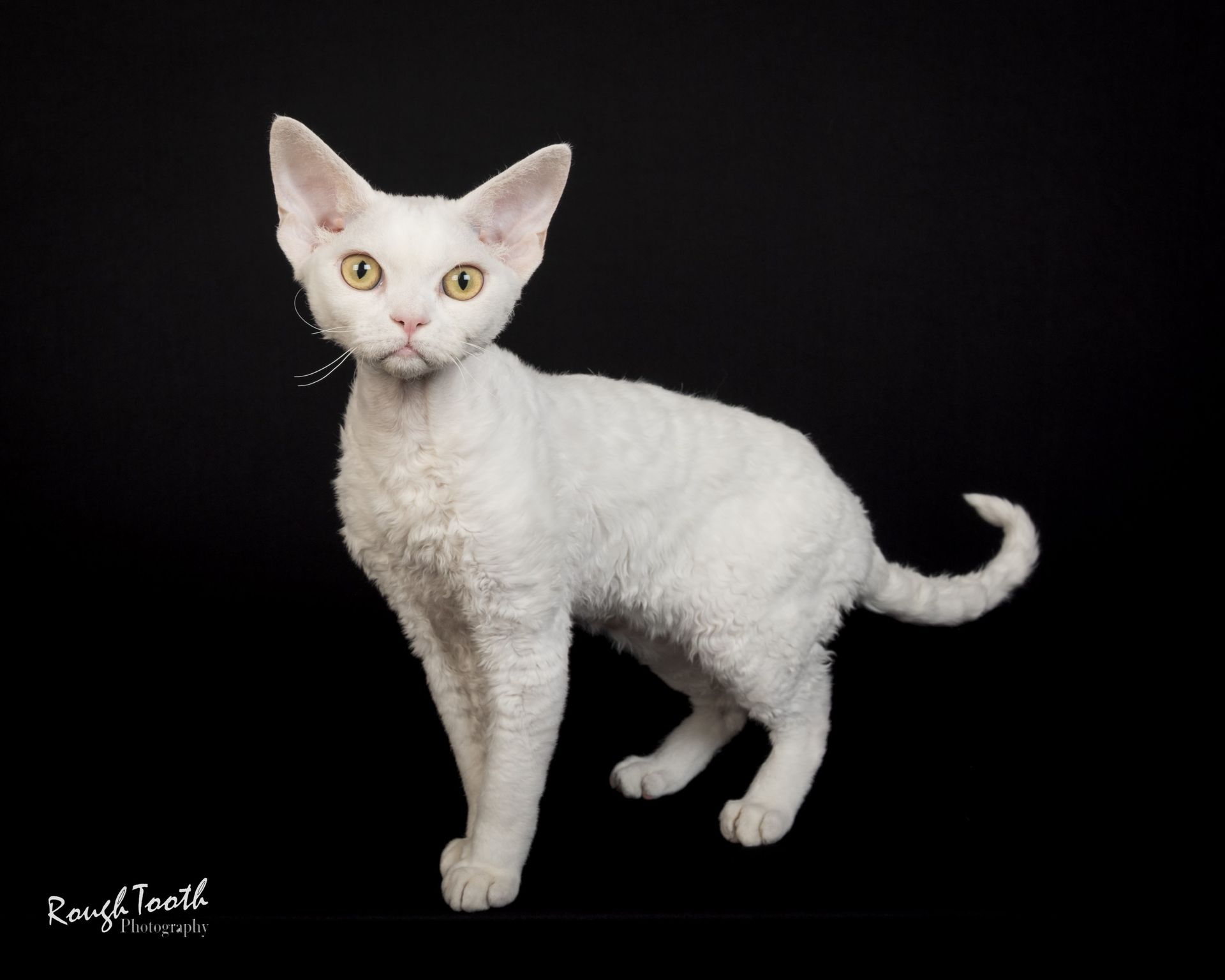 A Devon Rex cat wearing a pink sweater, indoors.