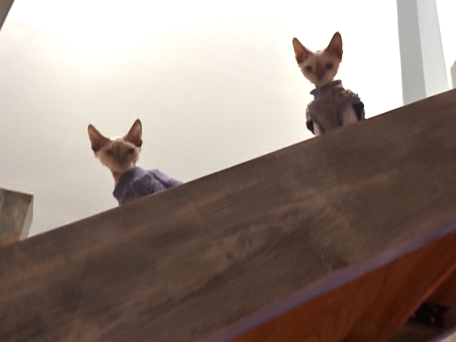 Two Sphynx cats wearing sweaters peer down from a wooden staircase.