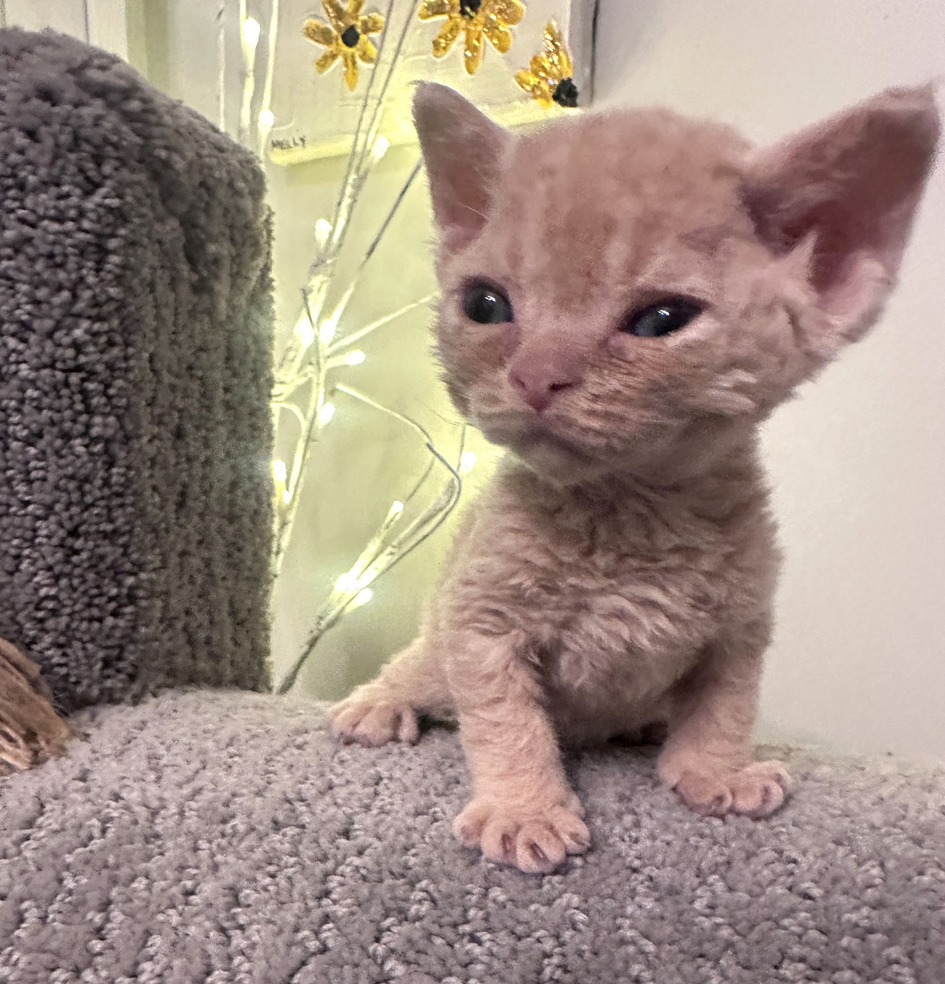 Cream  male Devon Rex kitten.