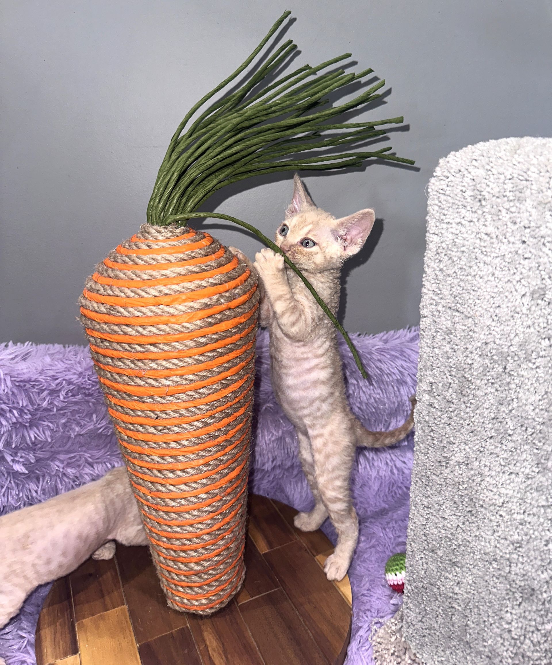 Newborn kittens huddled together, with a light-colored cat, possibly their mother.