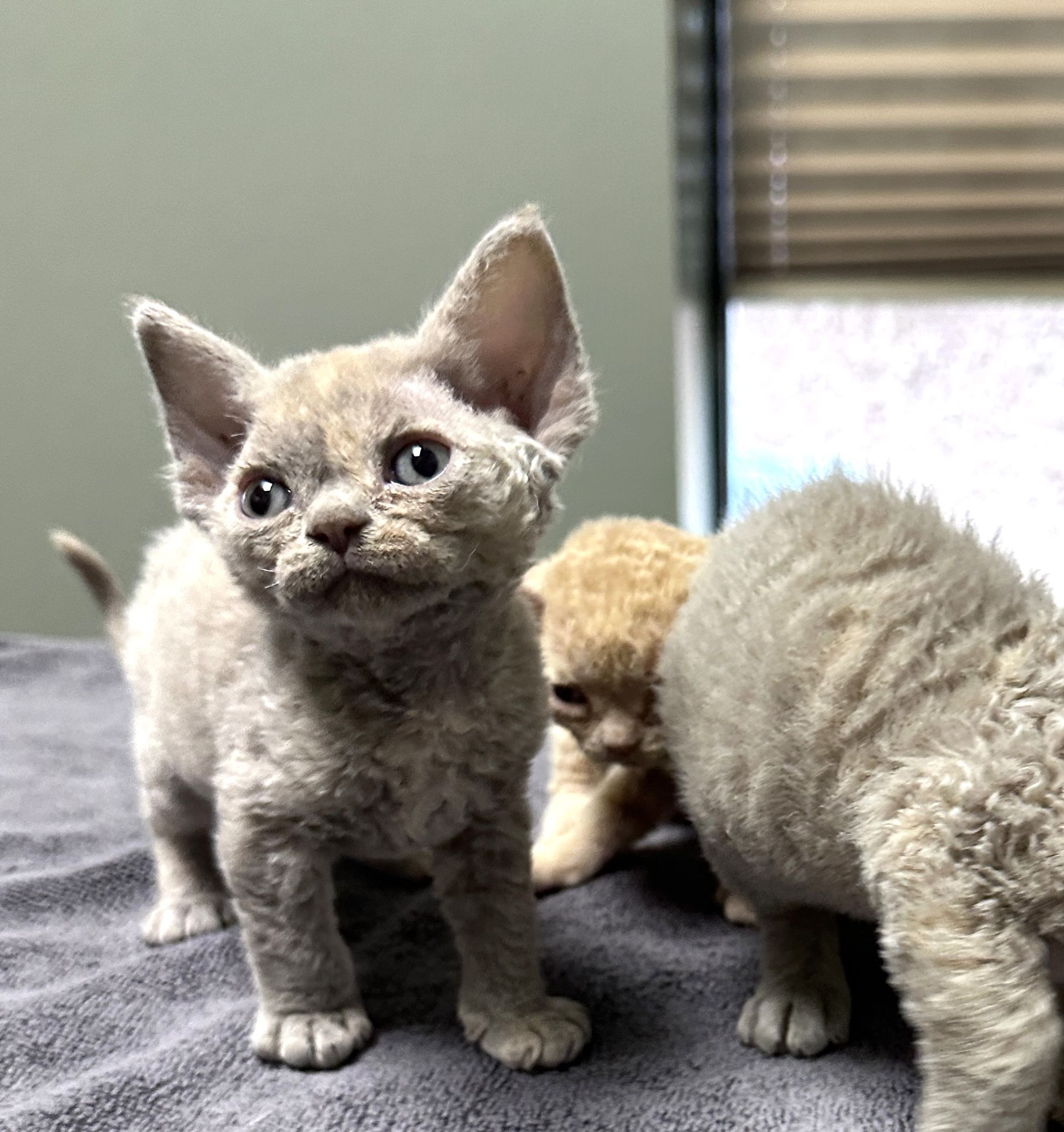 Tortie lavender Devon Rex female kitten.