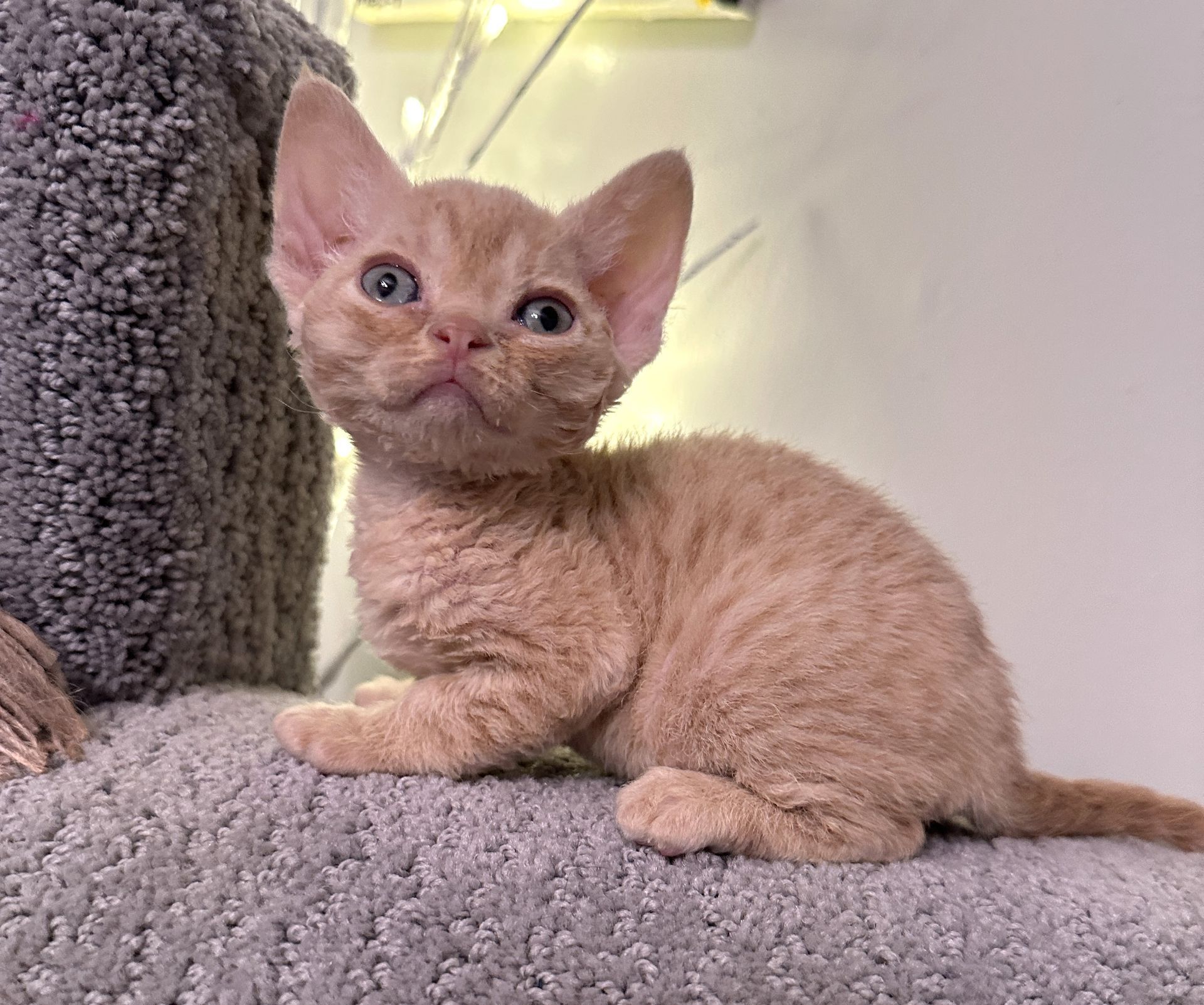 Six newborn kittens with curly fur, mostly shades of brown, huddled together on a white surface.