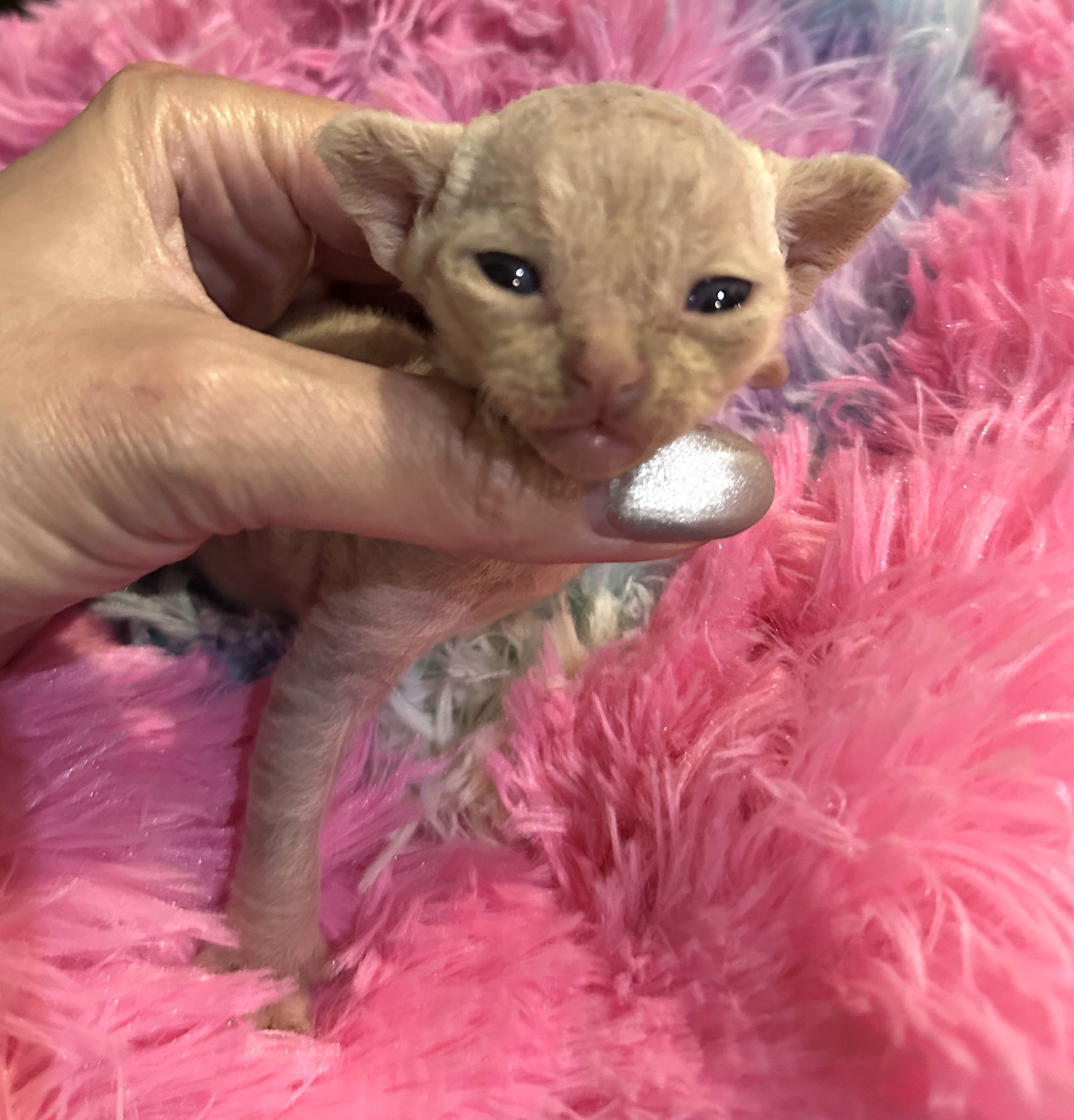 Newborn kittens huddled together, with a light-colored cat, possibly their mother.