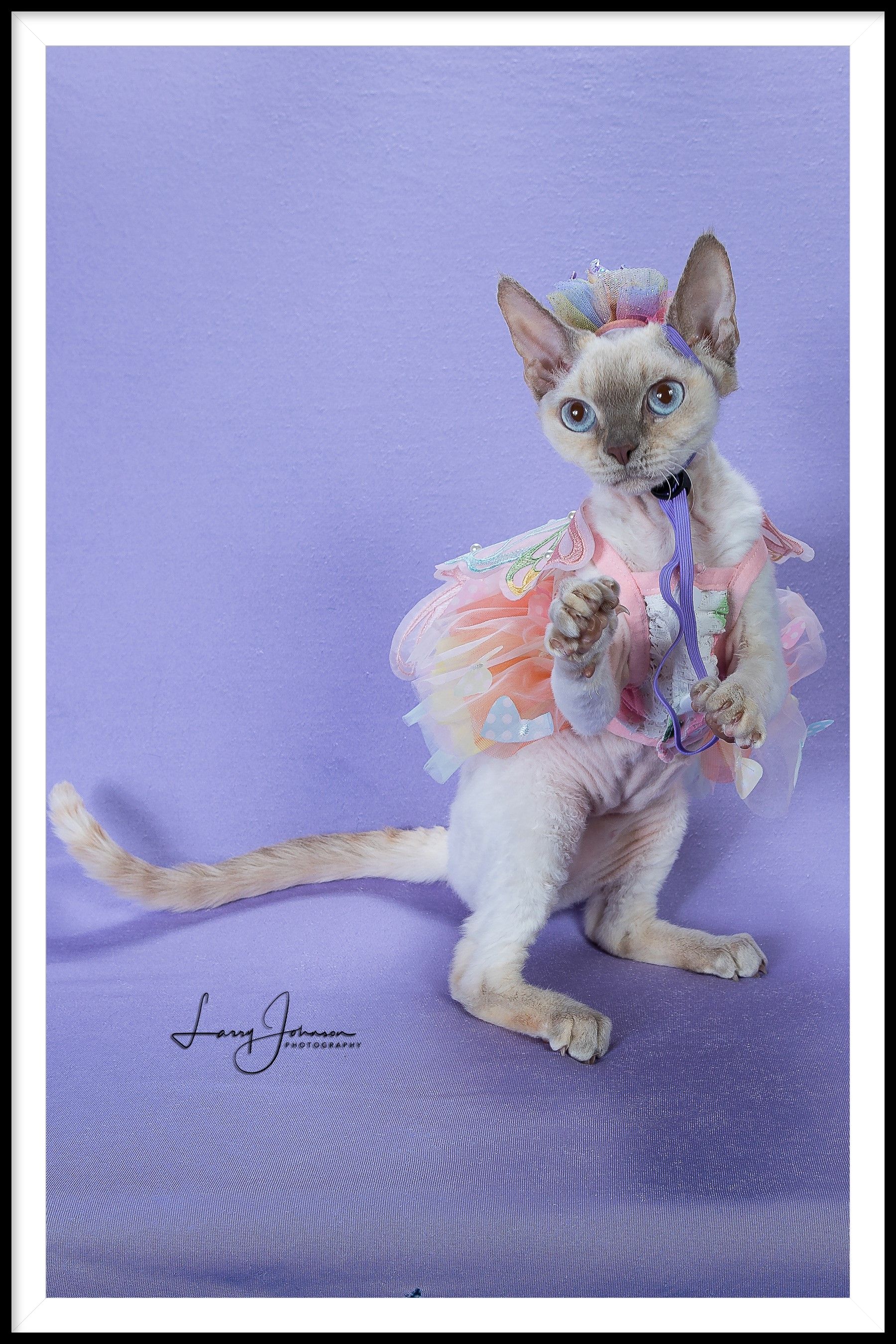 Devon Rex cat wearing a pastel tutu and hat on a lavender background.