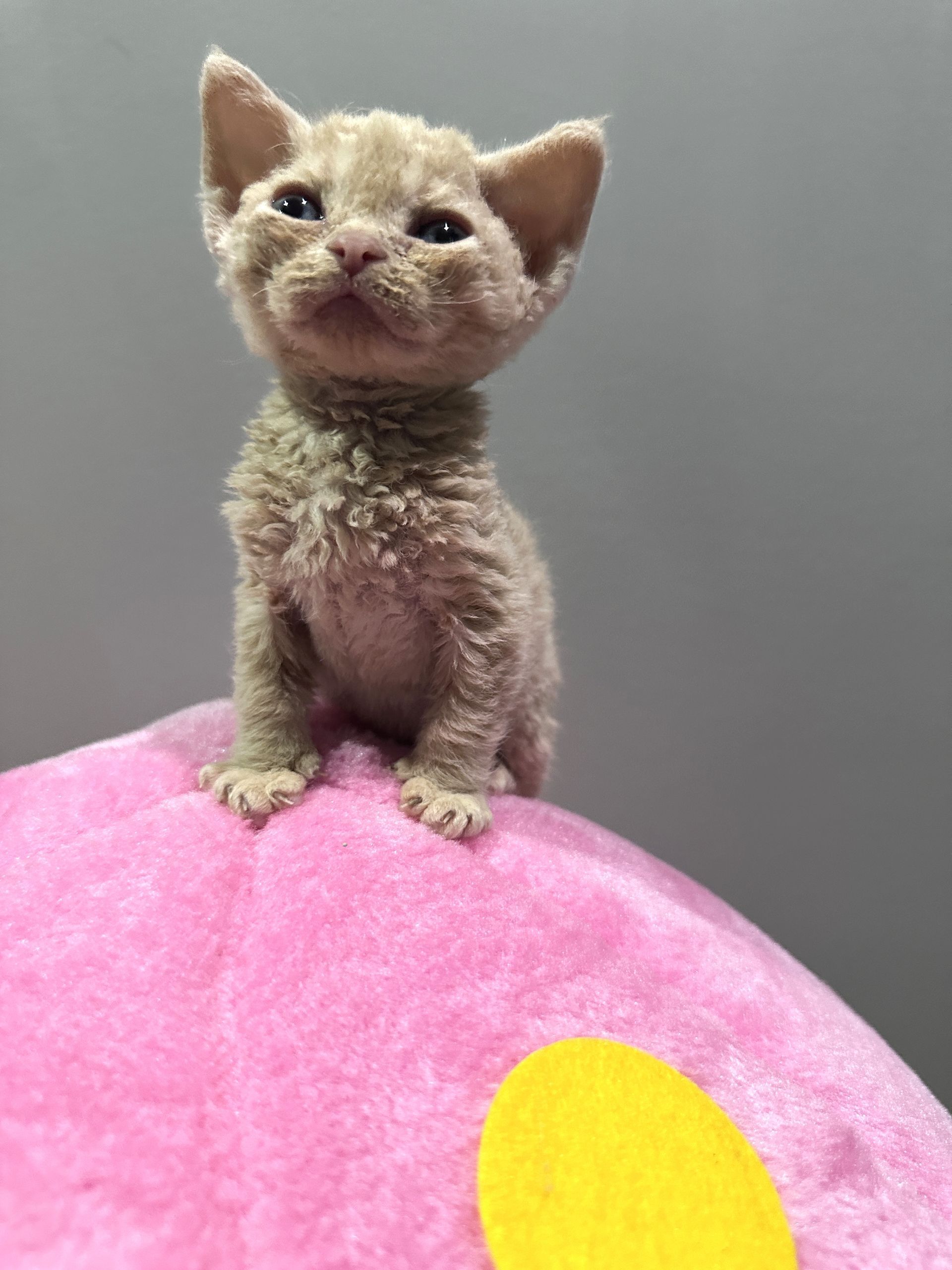Newborn kittens huddled together, with a light-colored cat, possibly their mother.