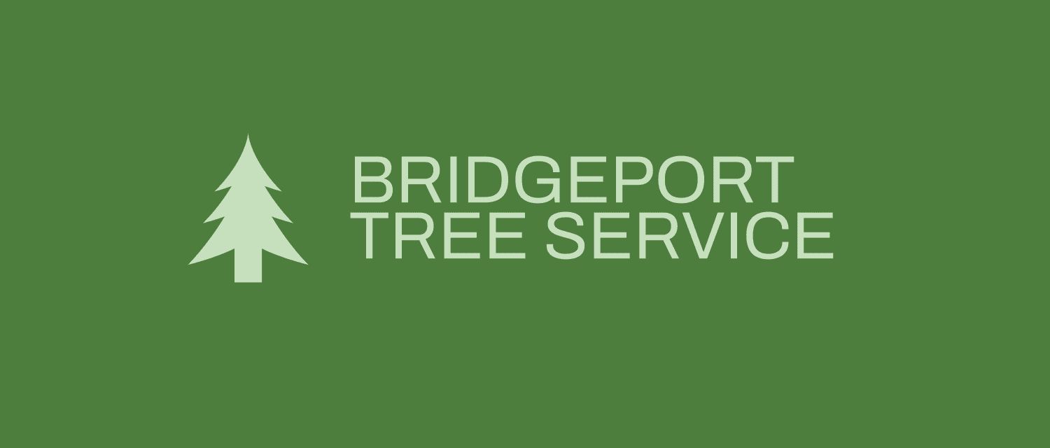 Bridgeport Tree Service logo with tree on a green background. 