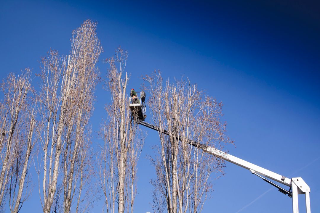 Men in a bucket truck trimming the top of trees during a local commercial tree pruning job.