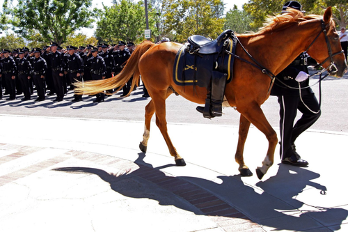Mounted police horse with saddle, led by officer; police officers in formation, sunny outdoor setting.