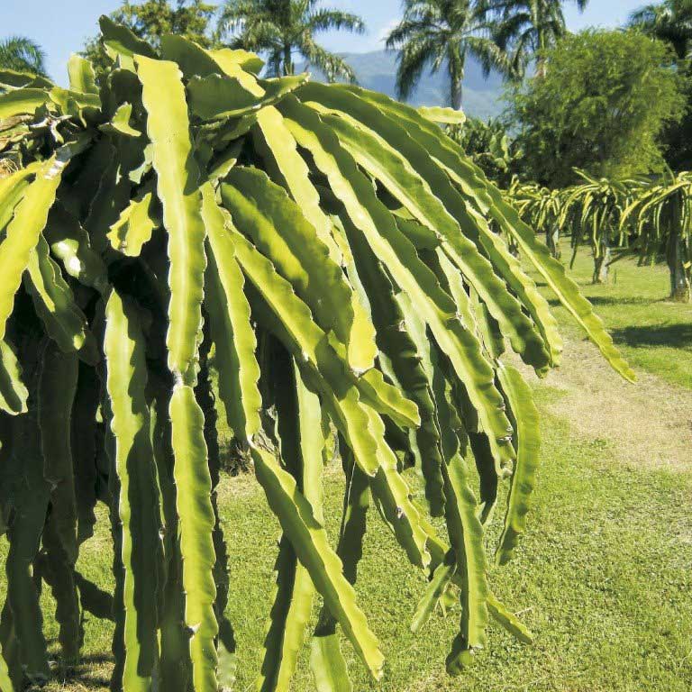 Asesoría en nutrición vegetal