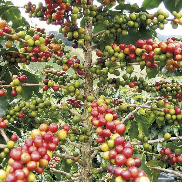 Preparación de fertilizantes