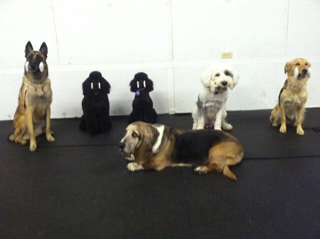 Group of Dogs, Dog Training in Dover, De