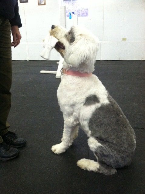 Dog in Training Class, Dog Training in Dover, De