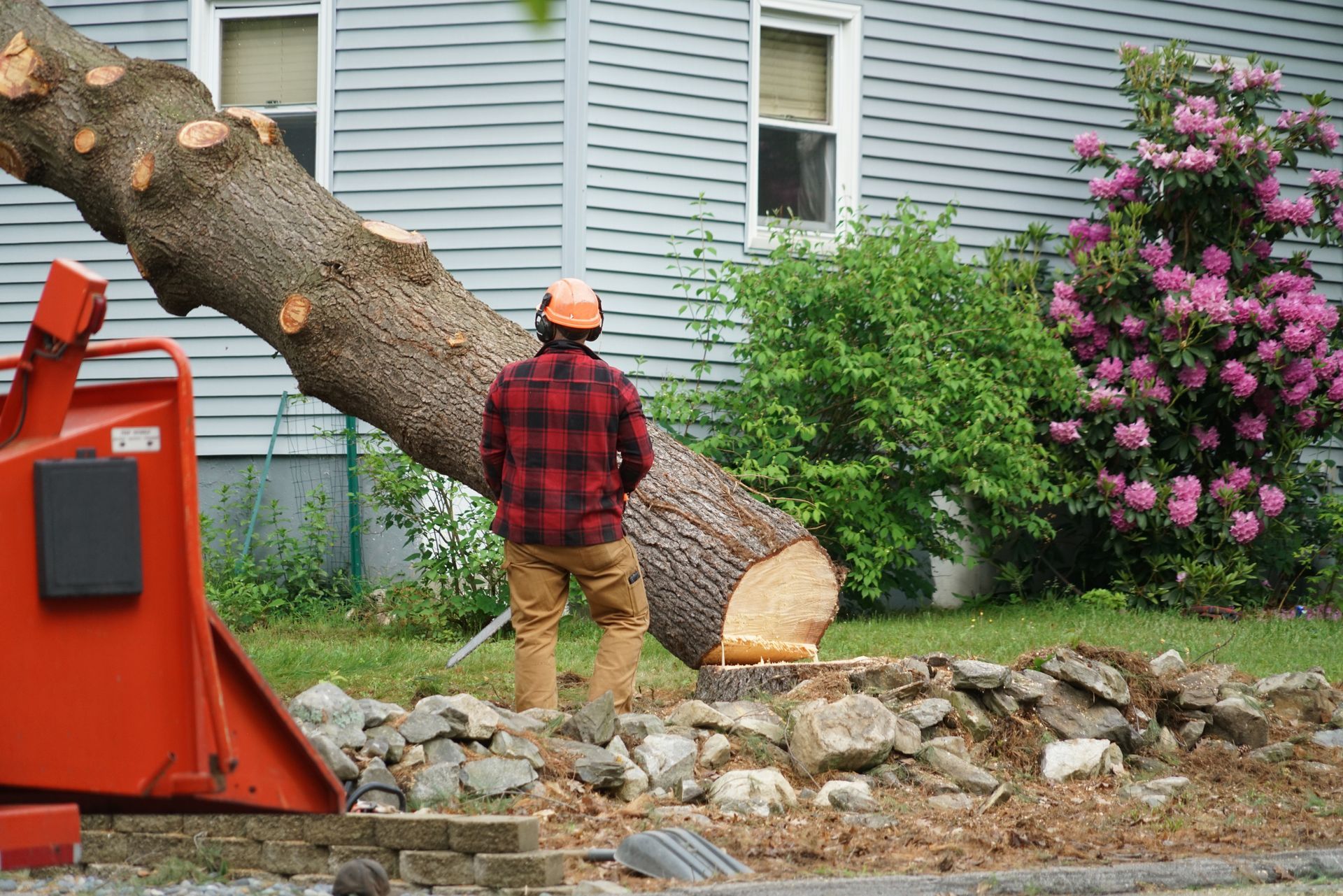 a man in a red plaid shirt is cutting a tree in front of a house