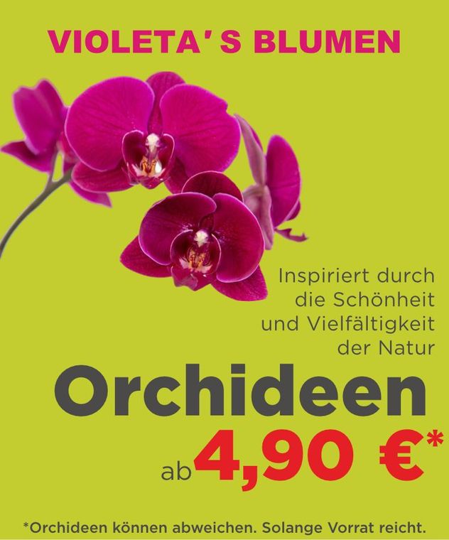 Werbung für Orchideenblüten, lila Orchidee auf grünem Hintergrund, Preis „ab 4,90 €“.