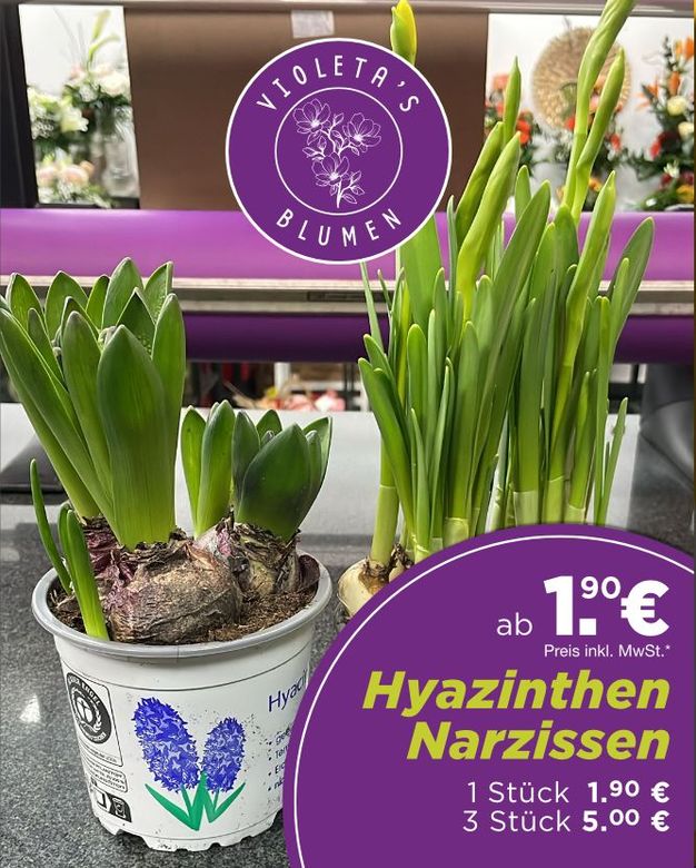 Topfhyazinthen und Narzissen zu verkaufen. Lila-weißes Schild des Blumengeschäfts. Preis: 1,90 € pro Stück oder 3 für 5,00 €.