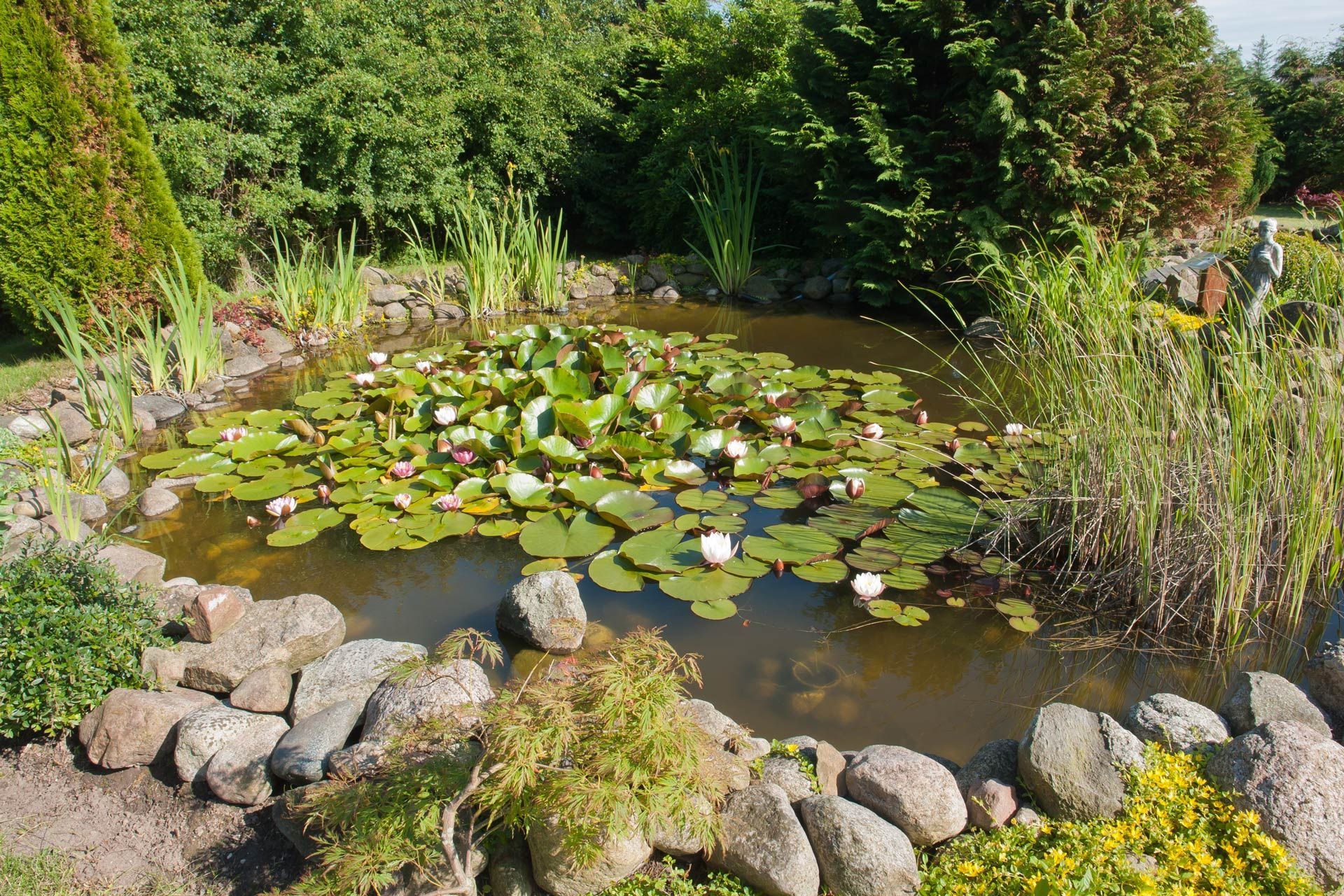 Pond with lily pads and flowers surrounded by rocks and greenery in a garden.