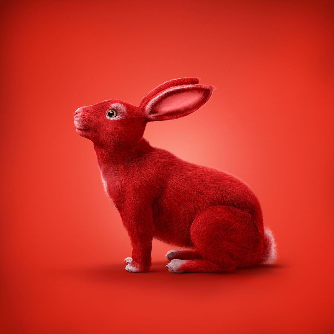 tobias winkler,postproduction,bildbearbeitung,retouching,haas 3