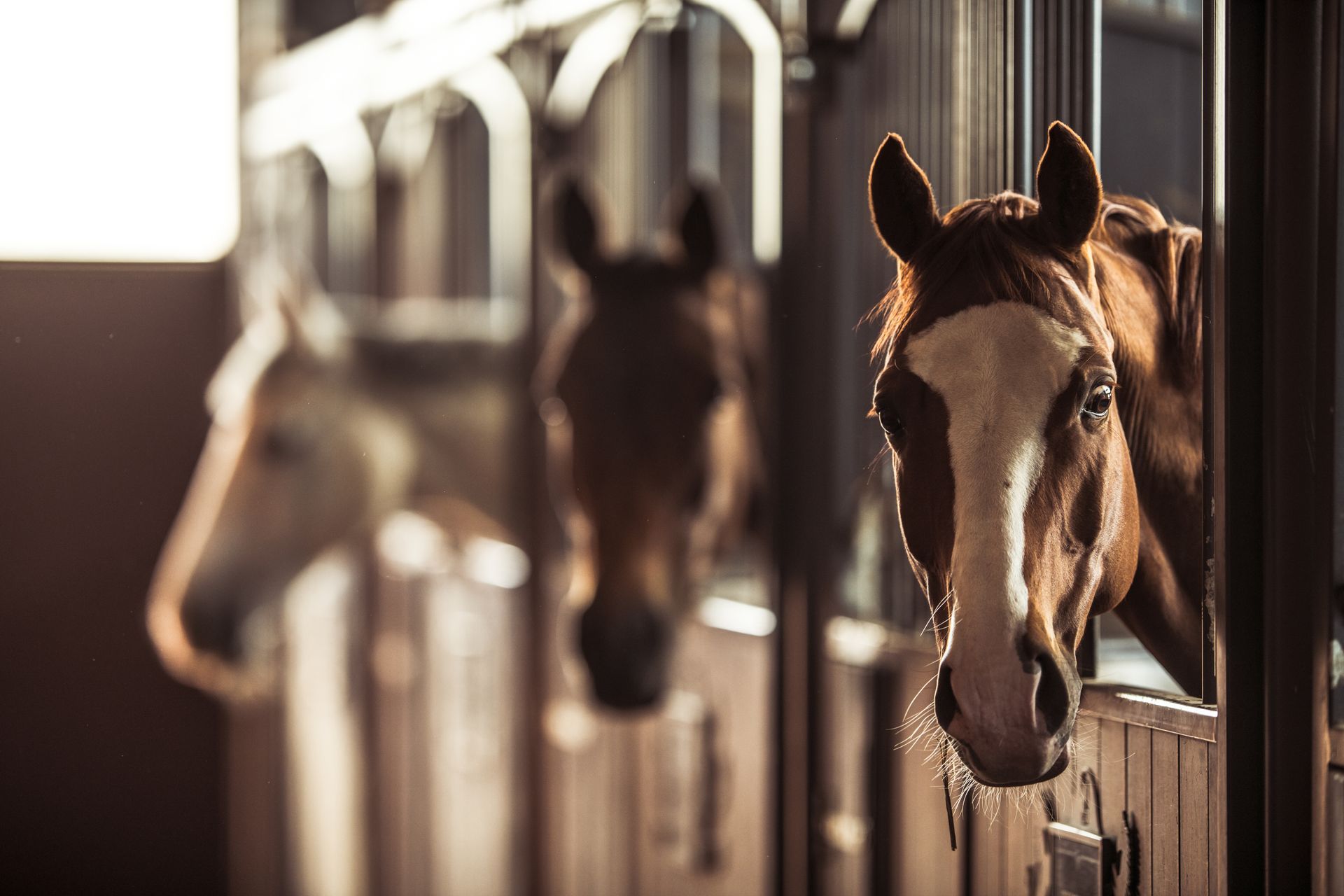 Two horses are standing in a stable looking out of the door.