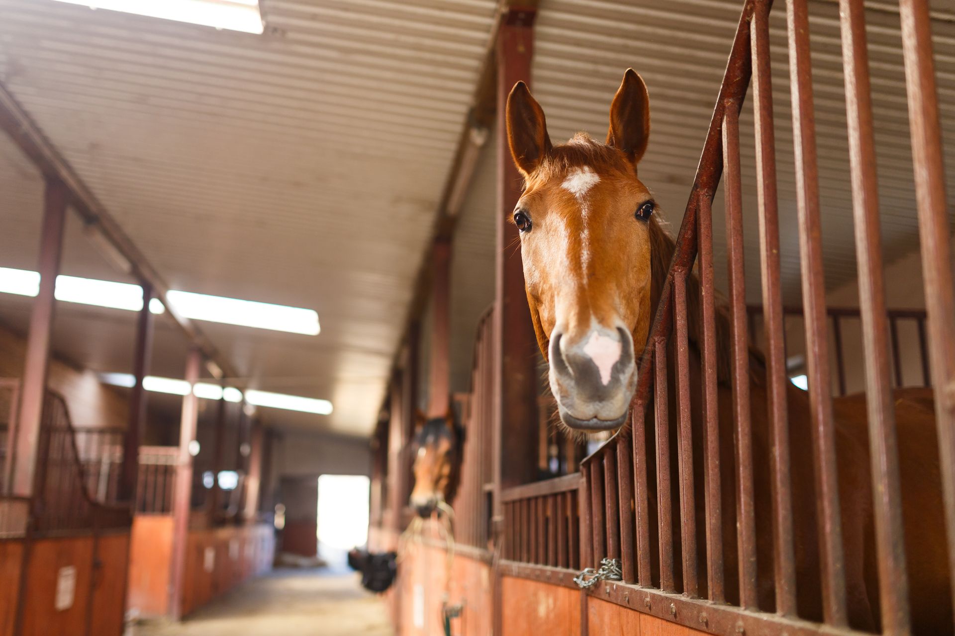 A horse is sticking its head out of a stable.