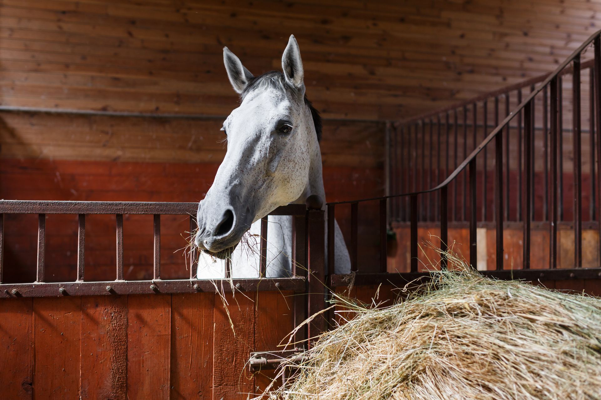 A horse is eating hay in a stable.