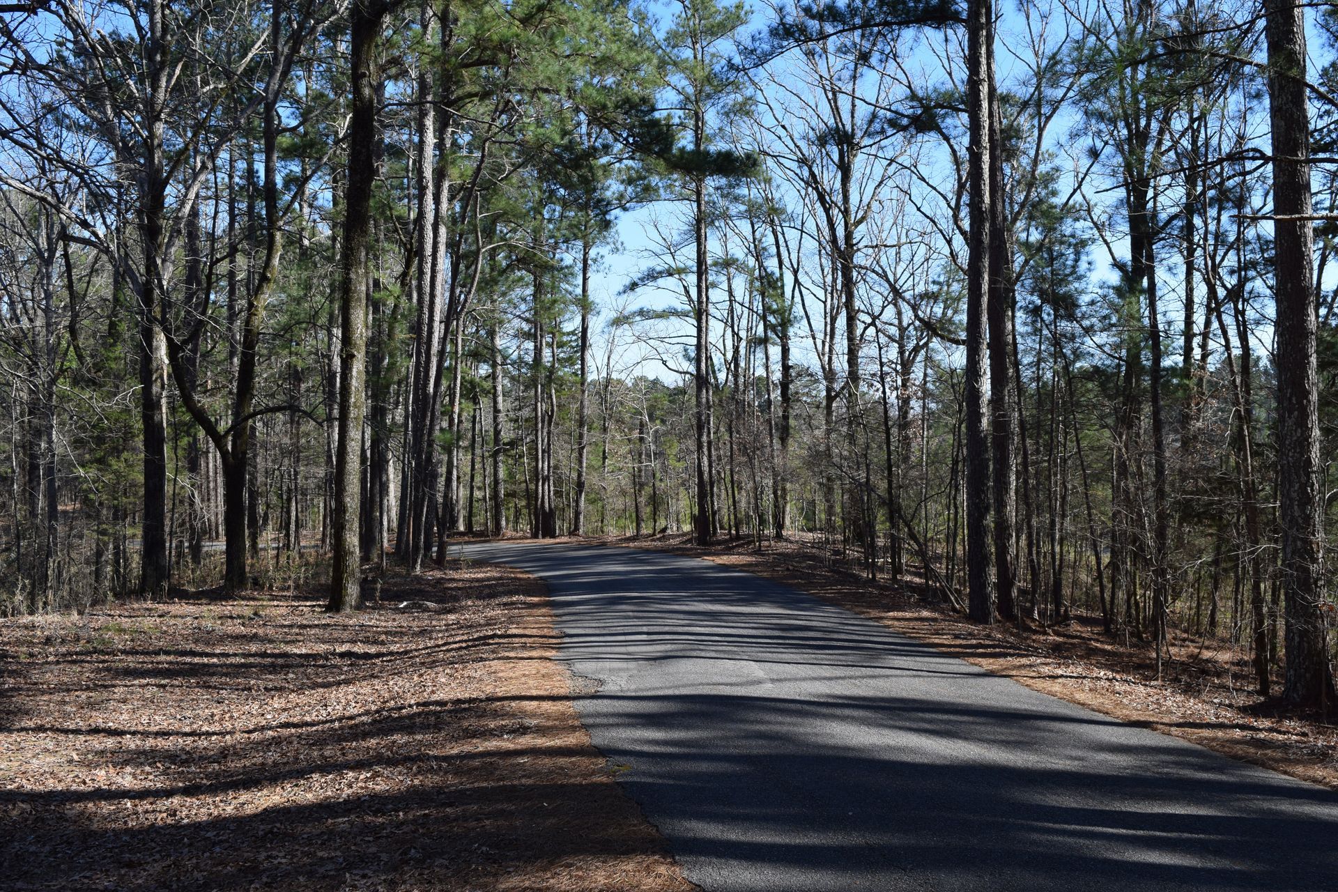 A road going through a forest with trees on both sides