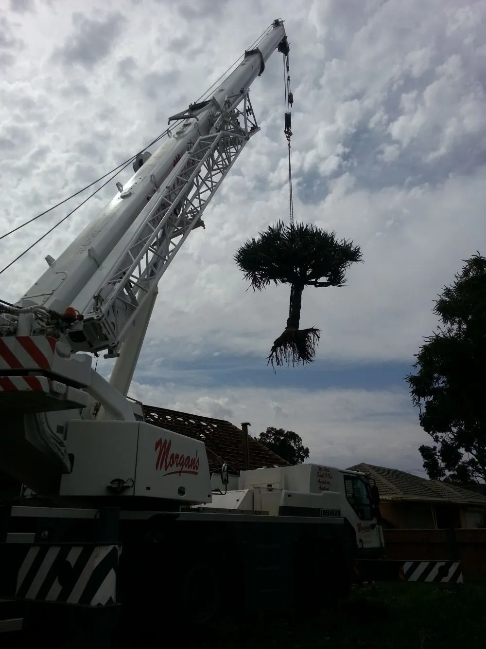 Morgans Crane Hire Adelaide Tree Removal
