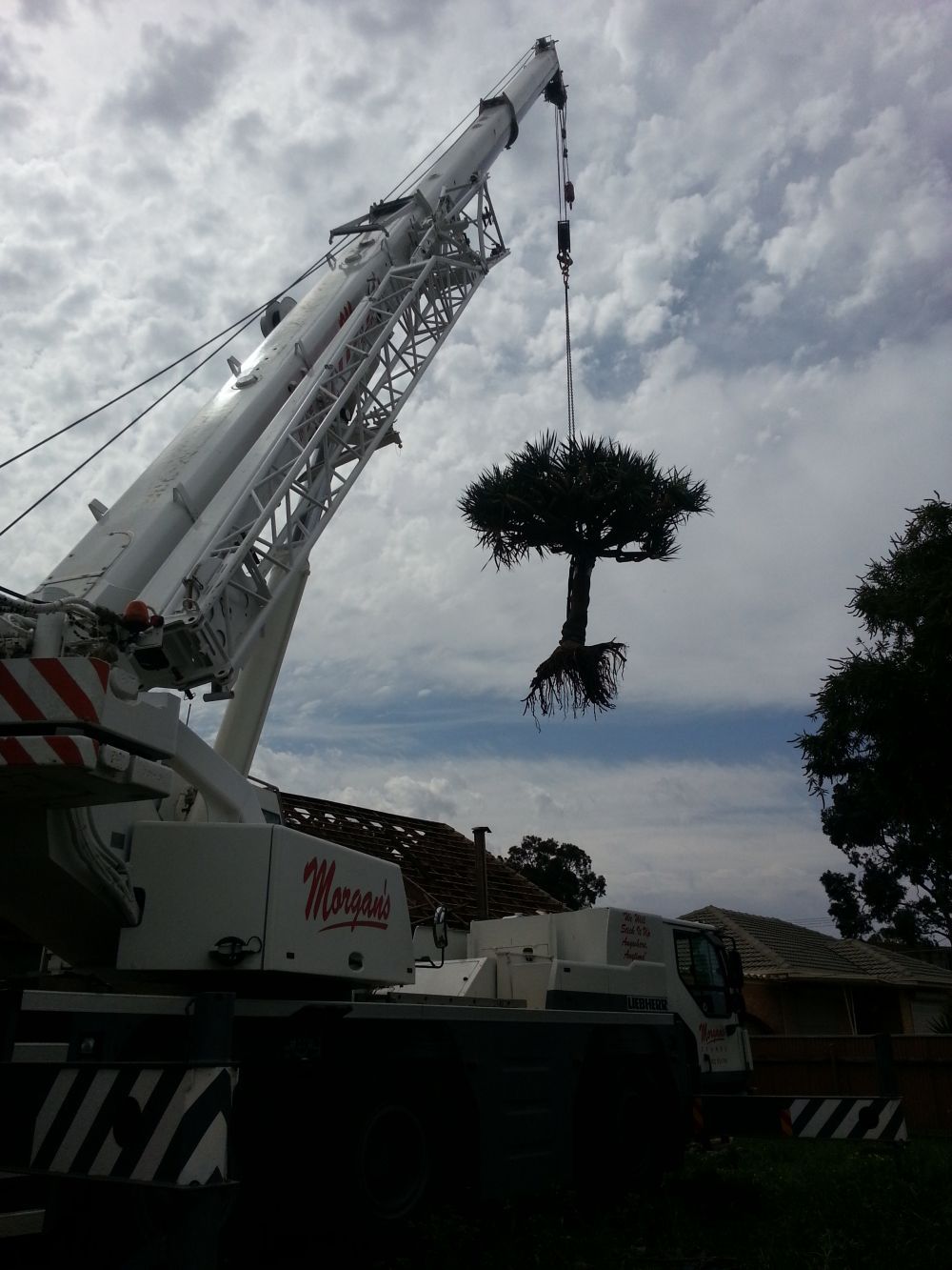 Adelaide Crane Hire Tree Removal