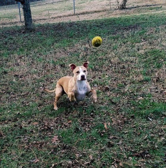 Pet Veterinary Requirements Waxhaw, NC Top Honors Pet Care Center