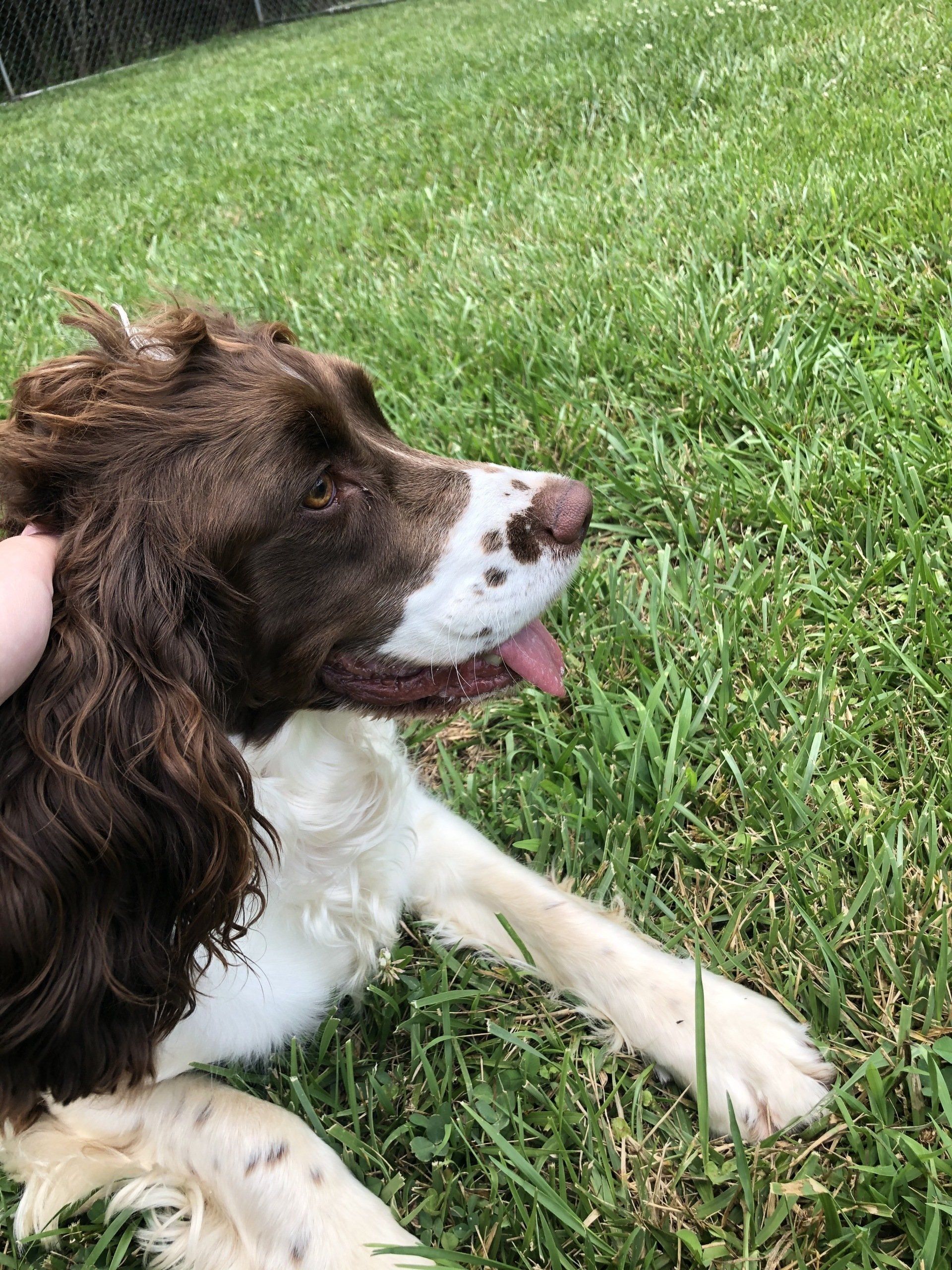 Pet Care Rates and Coupons Waxhaw, NC Top Honors Pet Care Center