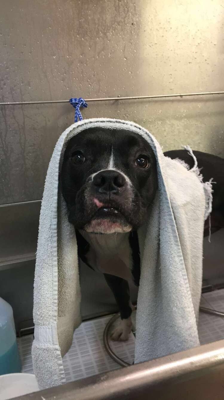 Pet Care Rates and Coupons Waxhaw, NC Top Honors Pet Care Center