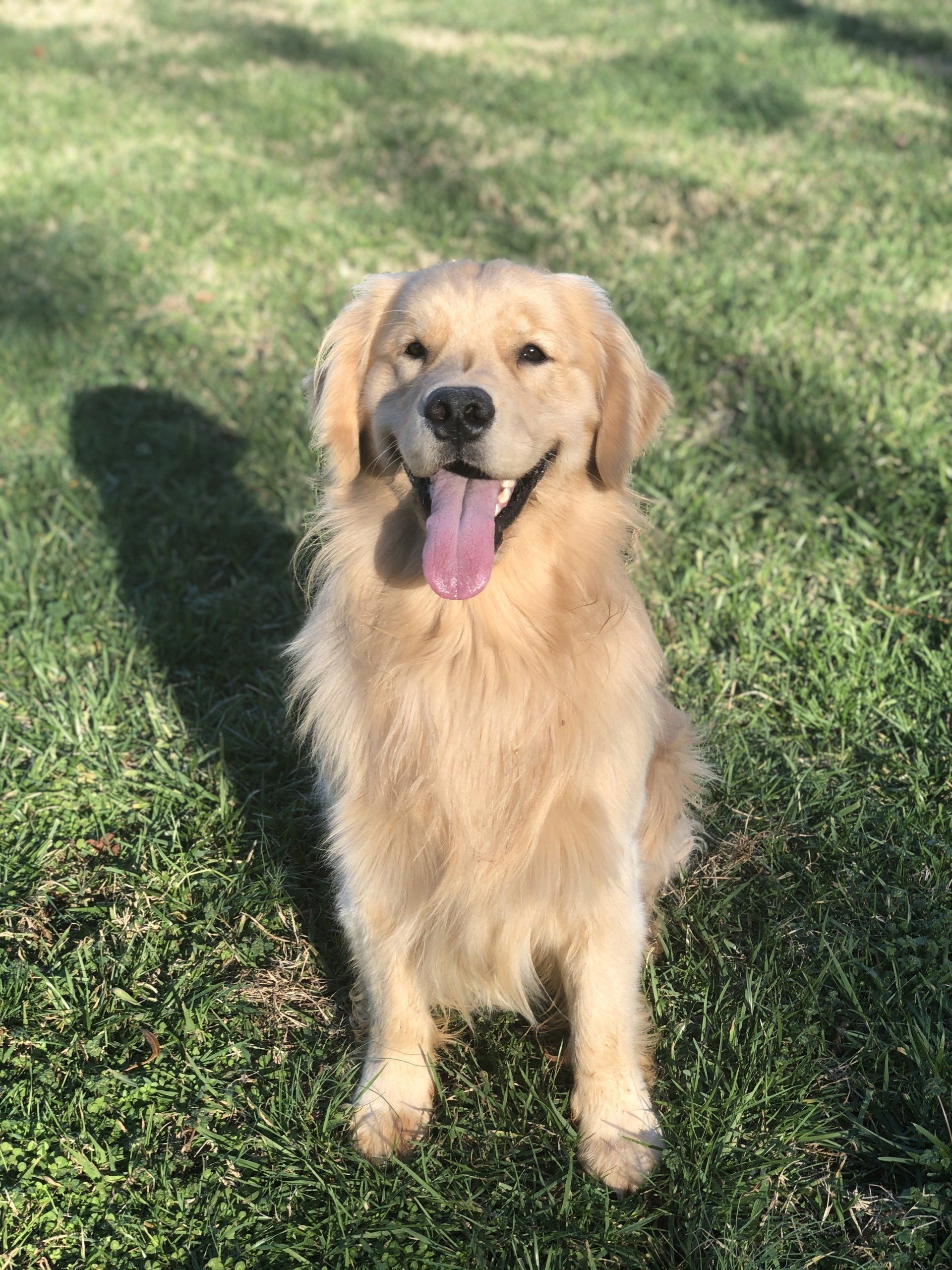 Pet Care Waxhaw, NC Top Honors Pet Care Center