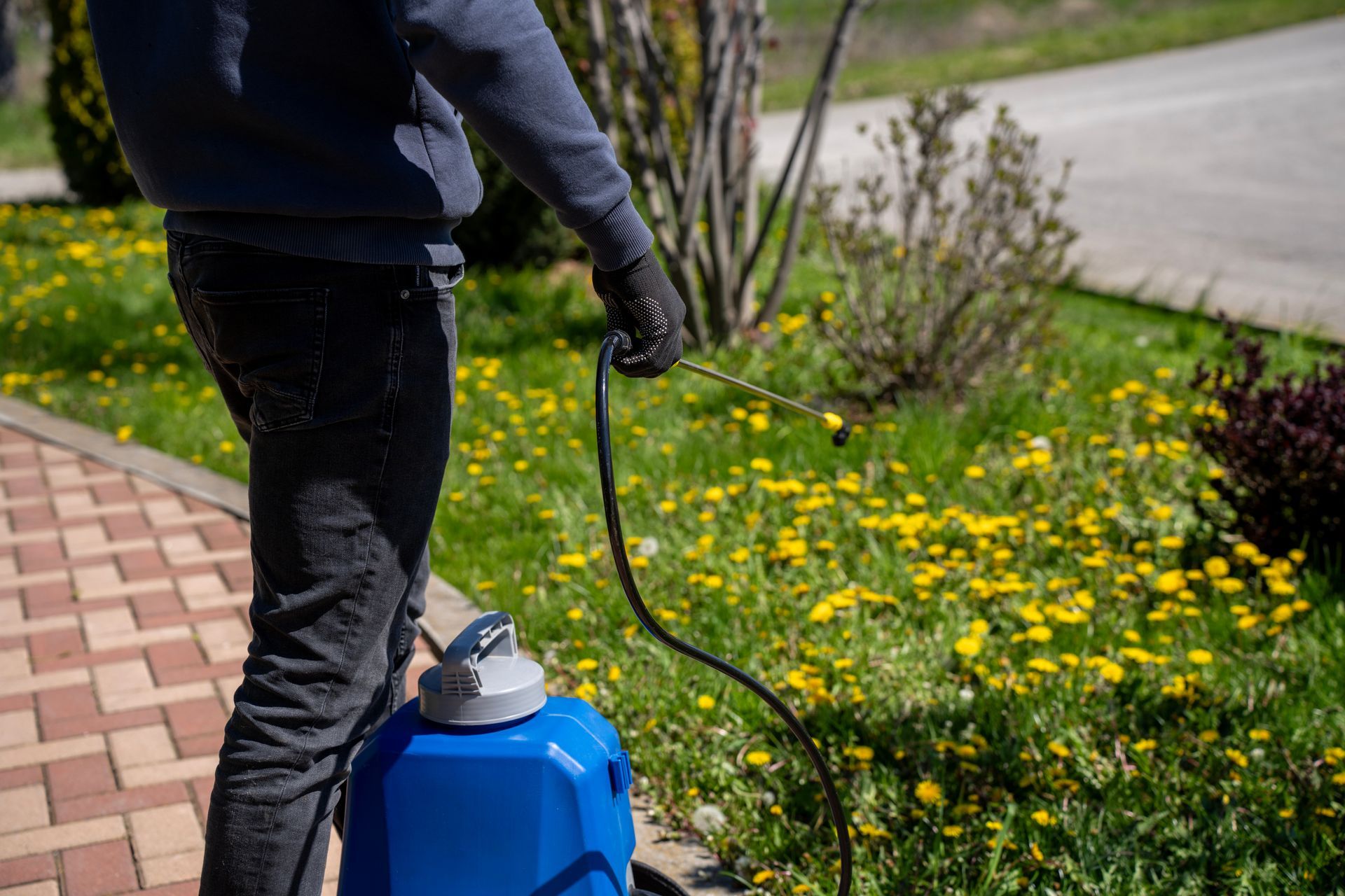 Worker using a backpack sprayer to apply weed treatment on a dandelion-filled lawn Worker using a backpack sprayer to apply weed treatment on a dandelion-filled lawn