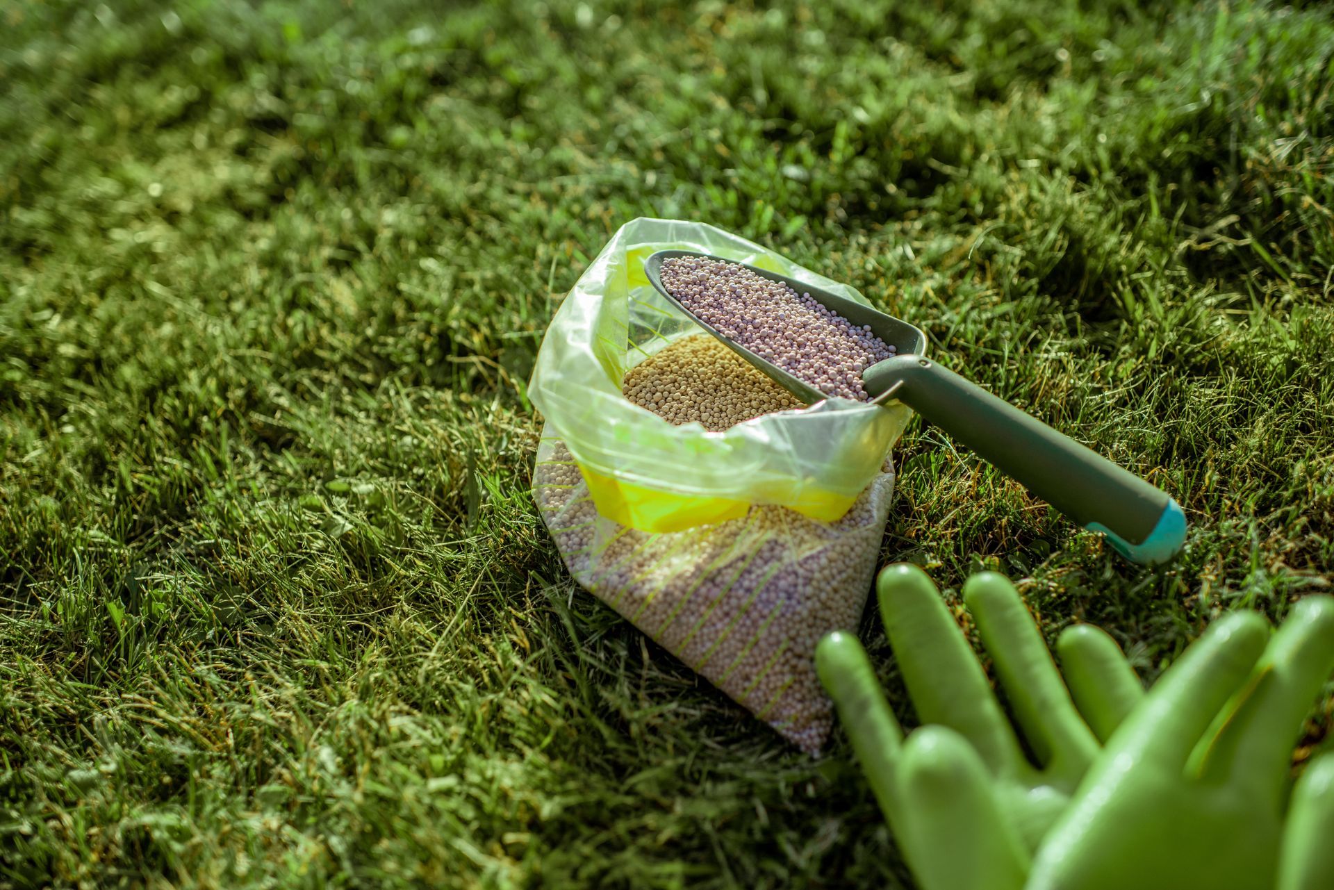Bag of lawn fertilizer on grass with a scoop and gardening gloves nearby.