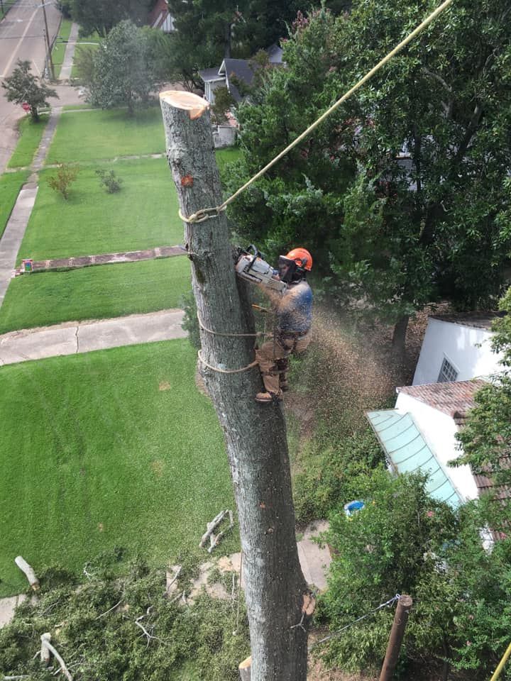 Tree Removal Jackson Mississippi