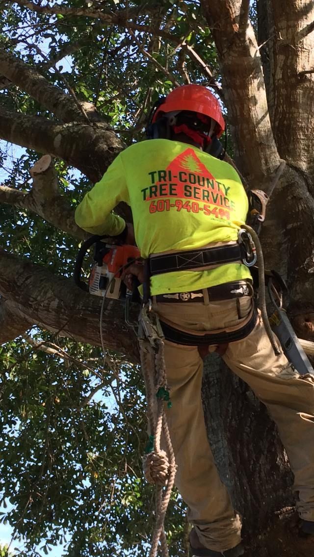 Tree Trimming Jackson Mississippi